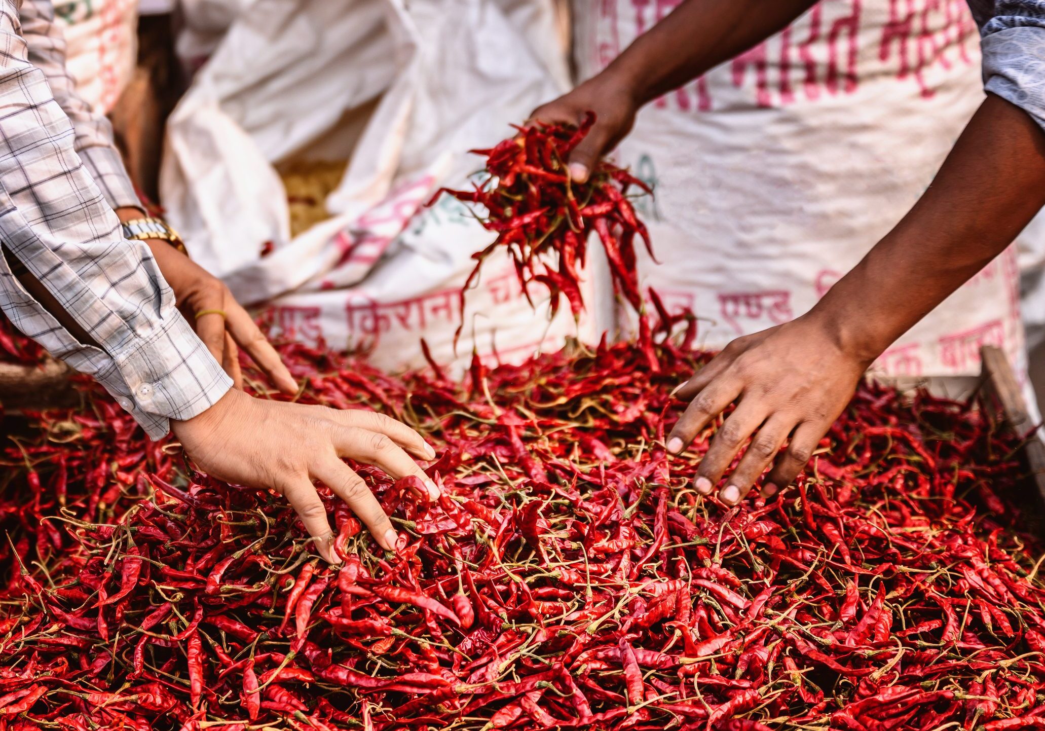 Hands sorting red chili peppers at market