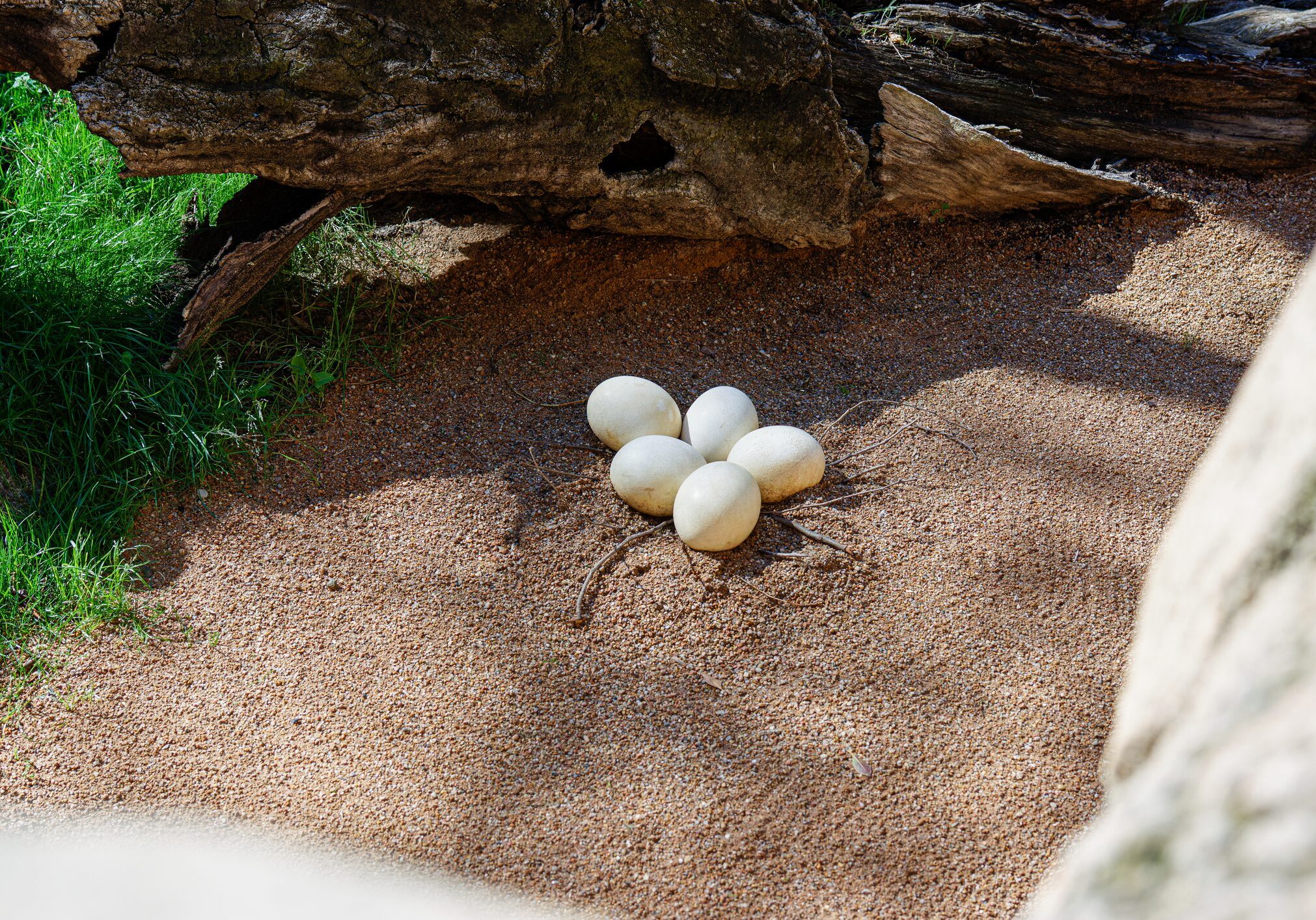 Five white eggs on sandy ground